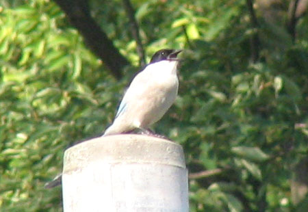 705-Azurewingedmagpie9-450