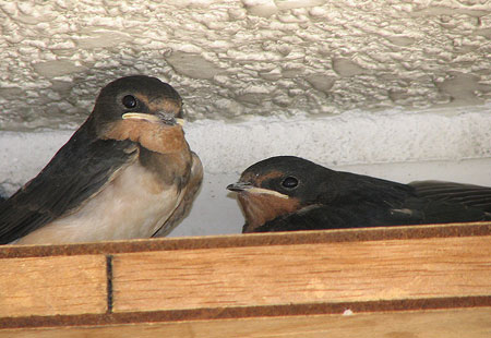 705-Barnswallowsimm1-450