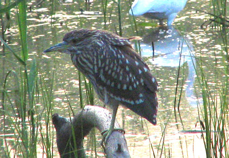 705-Blkcrownedntheron2-450