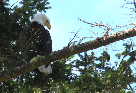 705-D-Baldeagle1-450