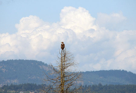 705-D-Immbaldeagle1A-450