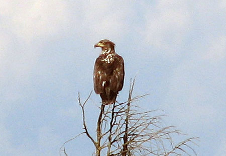 705-D-Immbaldeagle1B-450