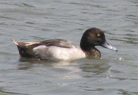 705-Greaterscaup-450