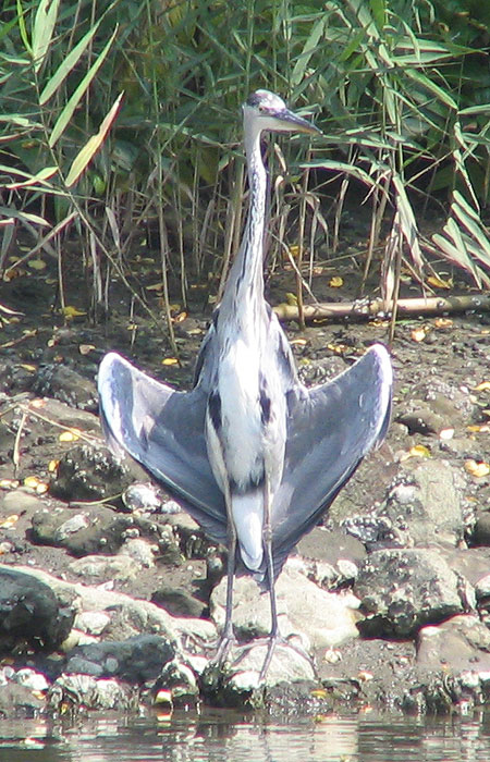 705-Greyheron1-450Tall
