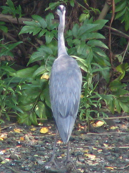 705-Greyheron2-450Tall