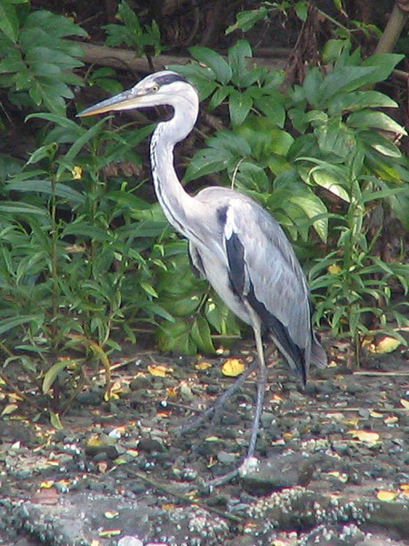 705-Greyheron3-450Tall