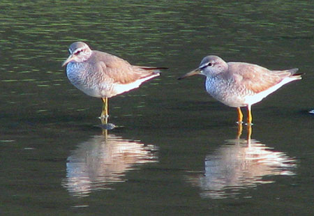 705-Greytailedtattler-450