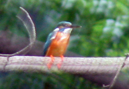 705-Kingfisher1-450