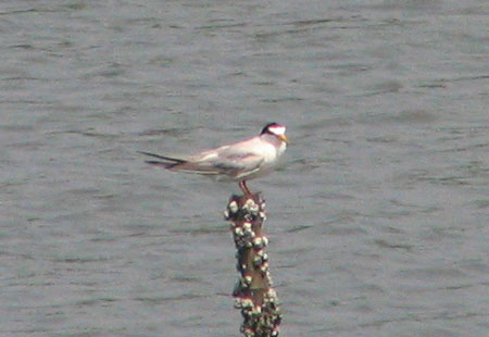705-Littletern1-450