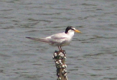 705-Littletern2-450