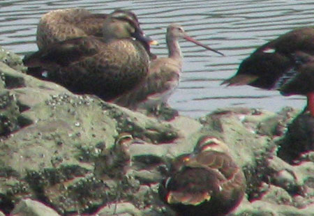 805-Blacktailedgodwit-450