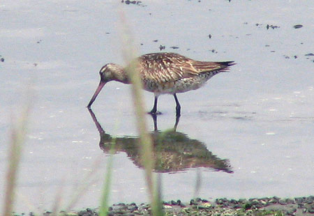 805-Blacktailedgodwit2-450
