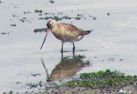 805-Blacktailedgodwit3-450