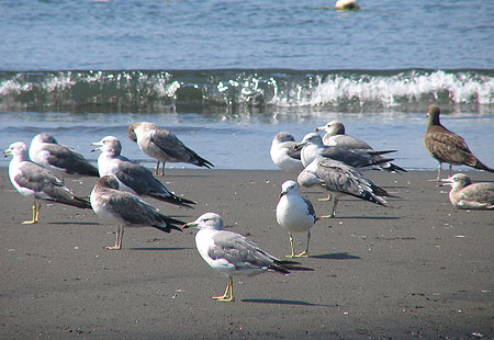 805-Blacktailedgull1-450
