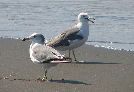 805-Blacktailedgull2-450
