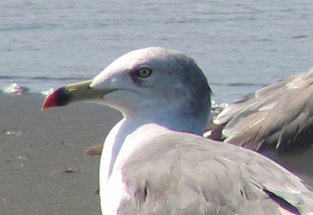 805-Blacktailedgull2Cu-450