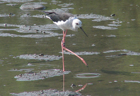 805-Blackwingedstilt1-450