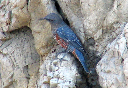 805-Bluerockthrush1-450