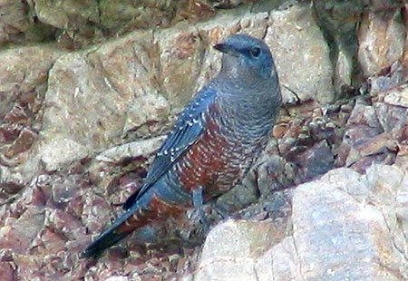 805-Bluerockthrush3-450