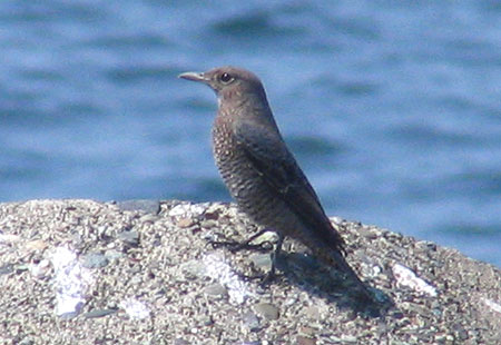 805-Bluerockthrush4-450