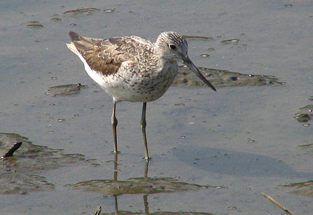 805-Commongreenshank1-450