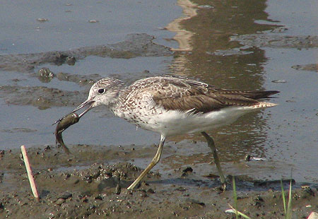 805-Commongreenshank3-450