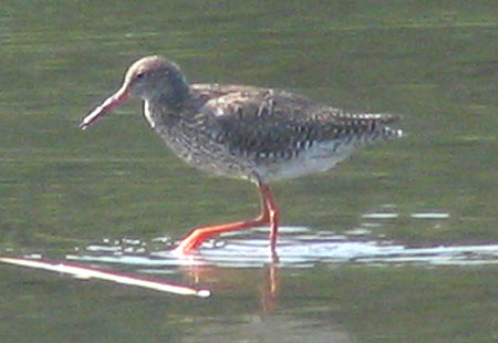 805-Commonredshank1-450