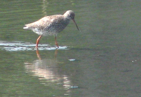 805-Commonredshank2-450
