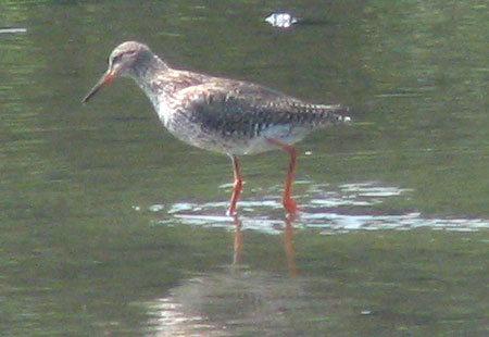 805-Commonredshank3-450