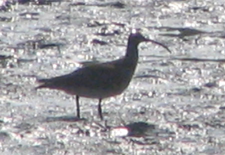 805-Eurasiancurlew-450