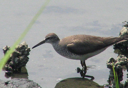 805-Greytailedtattler-450