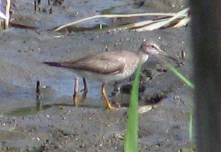 805-Greytailedtattler1-450