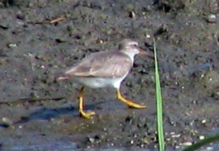 805-Greytailedtattler2-450