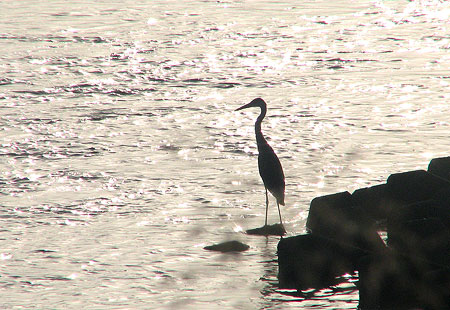 805-Heronsilhouette2-450
