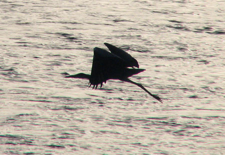 805-Heronsilhouette3-450