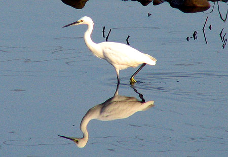 805-Littleegret1-450