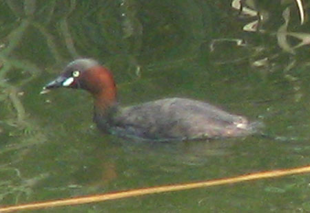 805-Littlegrebe1-450