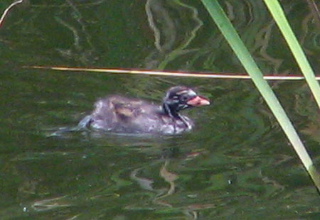 805-Littlegrebe2-450