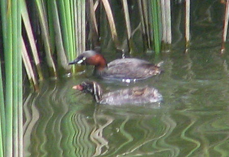 805-Littlegrebe3-450