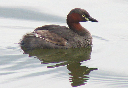 805-Littlegrebesharp1-450