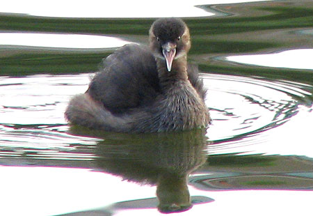 805-Littlegrebesharp2-450