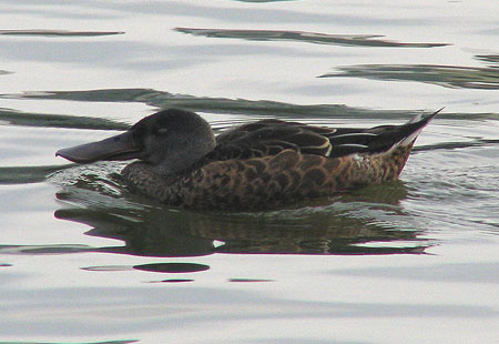 805-Northernshoveler-450