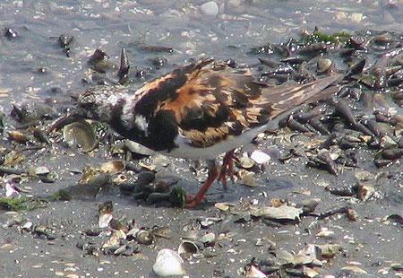 805-Ruddyturnstone-450