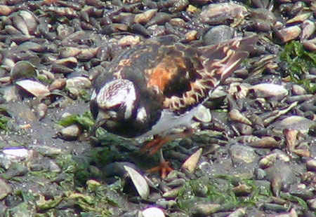 805-Ruddyturnstone3-450