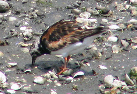 805-Ruddyturnstone5-450
