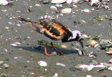 805-Ruddyturnstone6-450