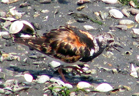 805-Ruddyturnstone7-450