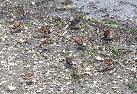 805-Ruddyturnstones-450