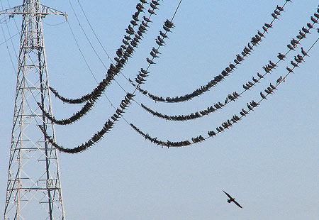 Cormorants On Wire-450