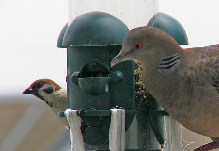 Sparrow-Turtledove2
